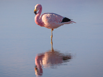 A flamingo in a pond