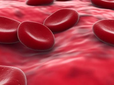 Close up of blood cells