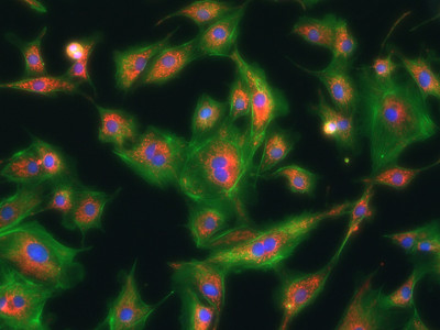 Closeup of human cells